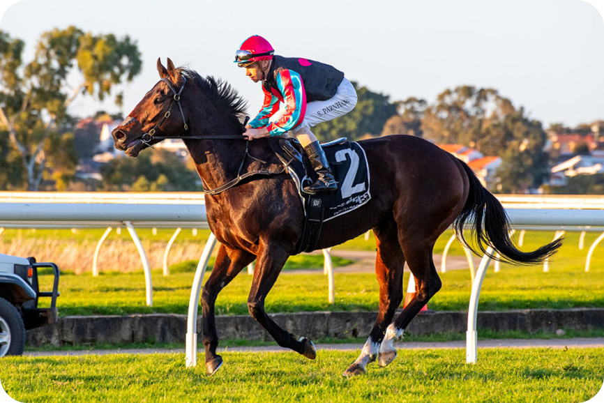 Horse racing photo 7